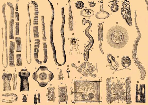 Classe de parasites Gelmintos