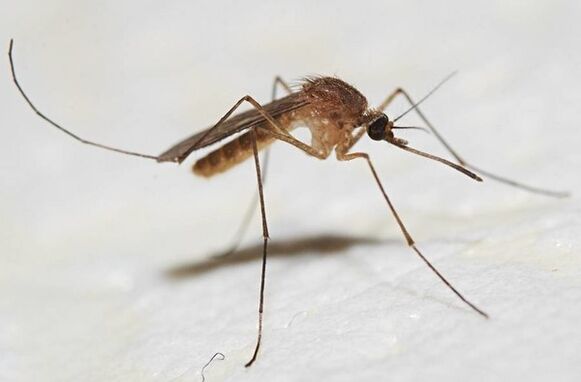 Les moustiques sont les principaux vecteurs de parasites cutanés. 